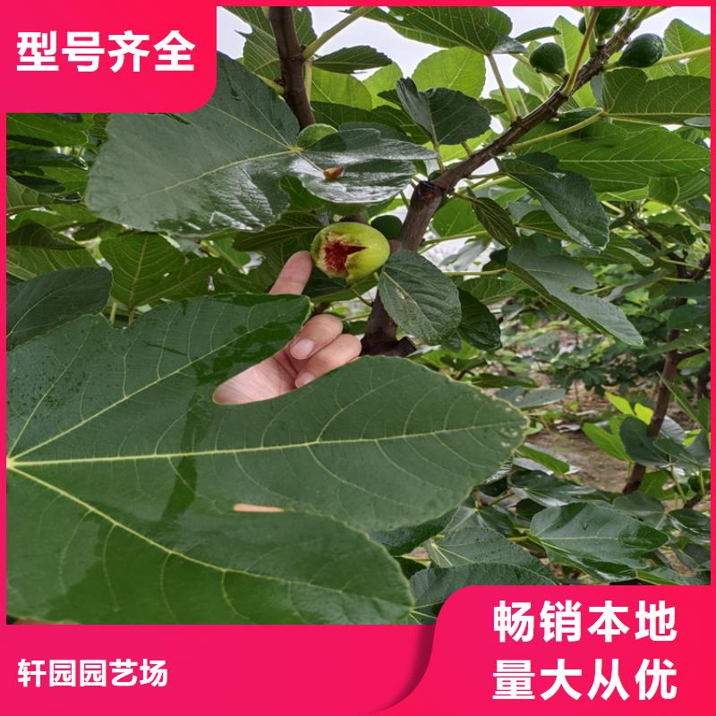 无花果3公分石榴苗的简单介绍