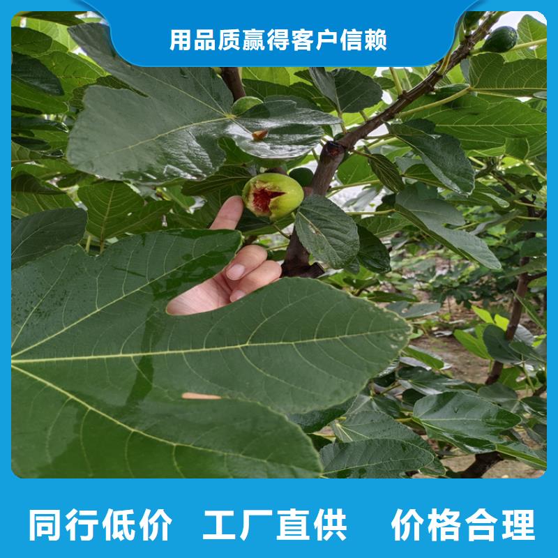 无花果樱桃苗拒绝差价