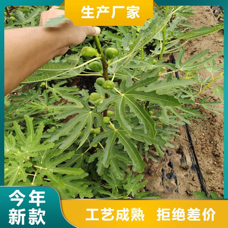 无花果杏树苗做工细致