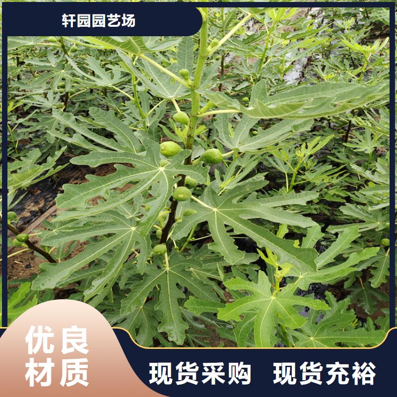 无花果樱桃苗型号齐全