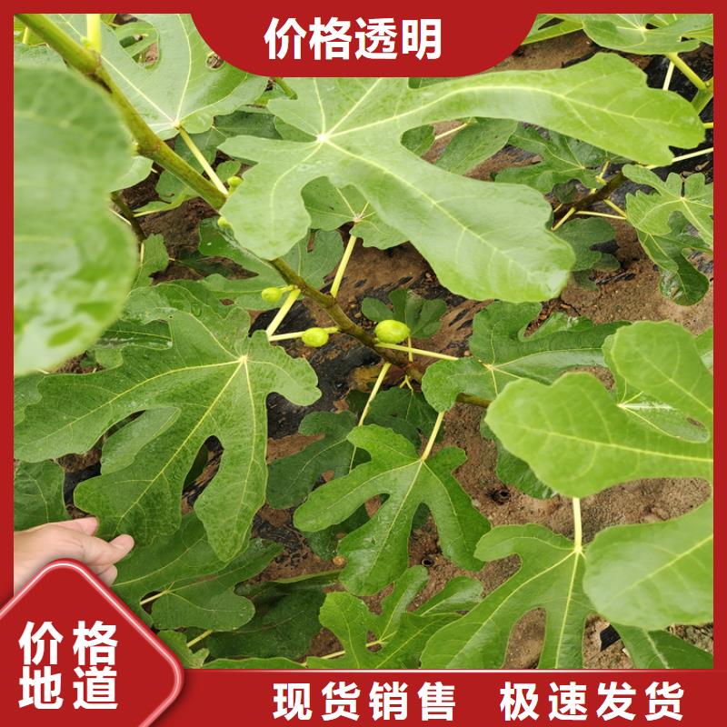 无花果樱桃苗拒绝差价