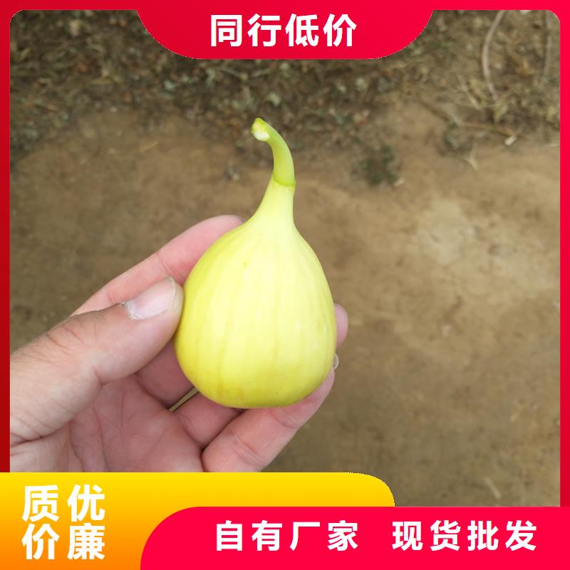 【无花果】樱桃苗认准大品牌厂家