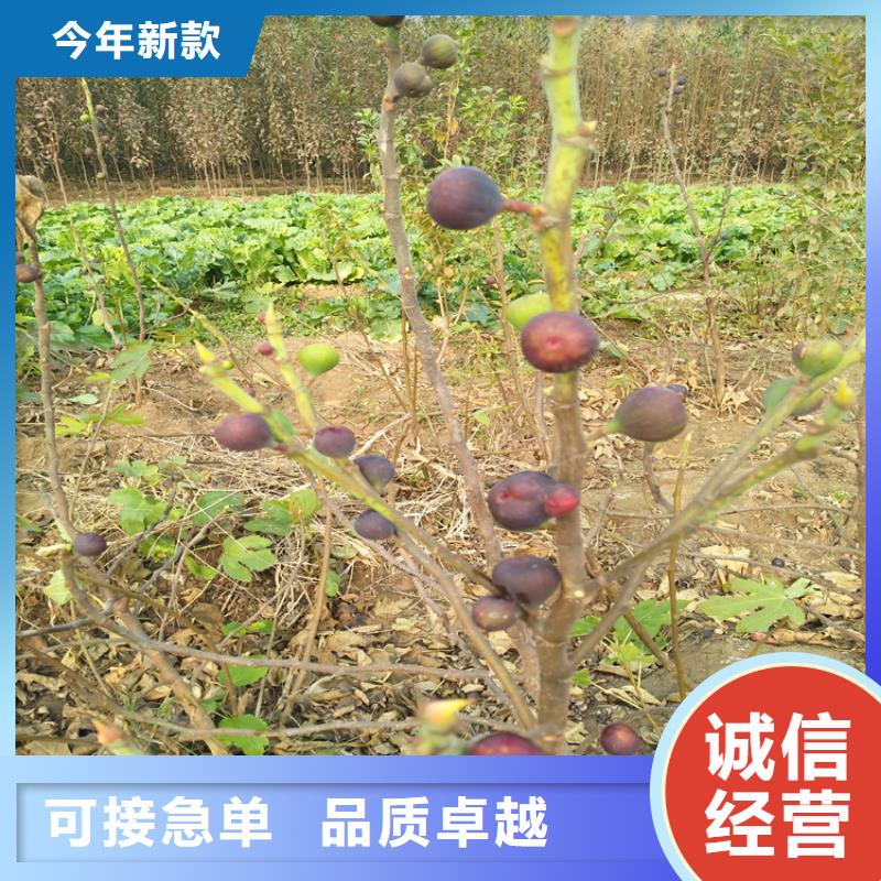 无花果黄瓜苗专注细节专注品质