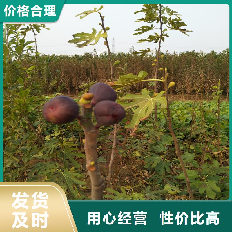 【无花果苹果苗实力才是硬道理】