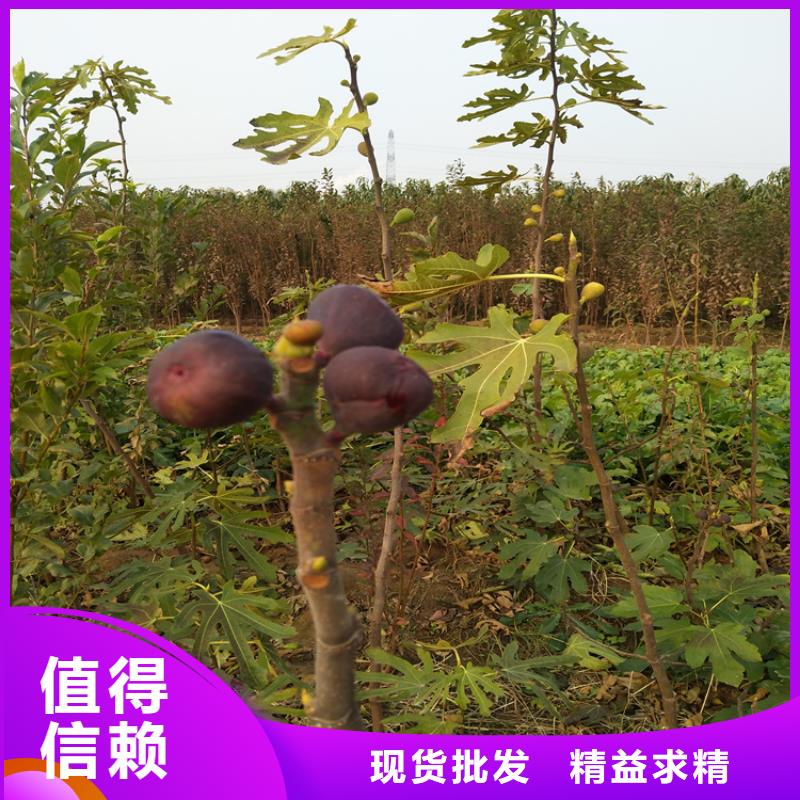 无花果北美冬青使用方法