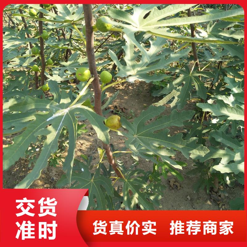 【无花果】蓝莓苗真正让利给买家