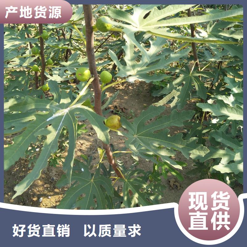 玛瑙红石榴苗-视频-忻州市玛瑙红石榴苗-山西省忻州市繁峙|静乐|长治|大同|阳泉|晋中|吕梁|太原|运城(当地)货源