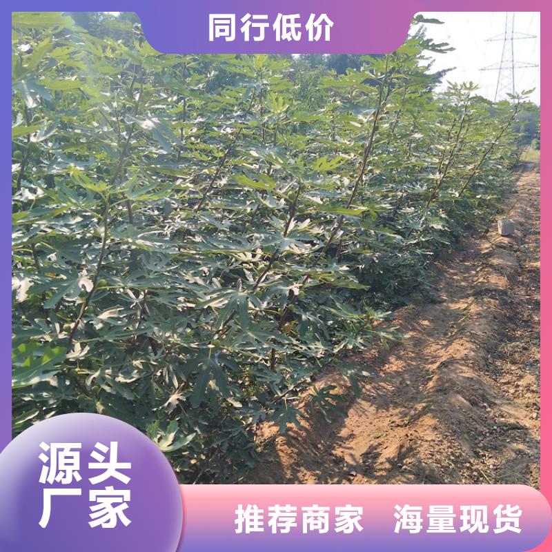 【无花果_石榴苗认准大品牌厂家】