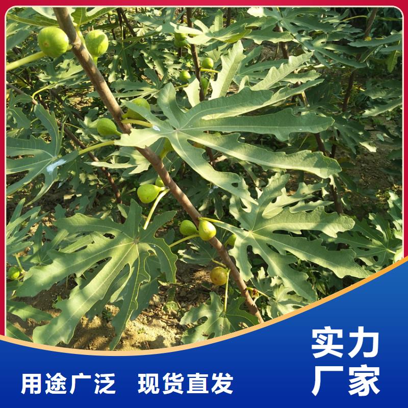 无花果_苹果苗产品细节参数