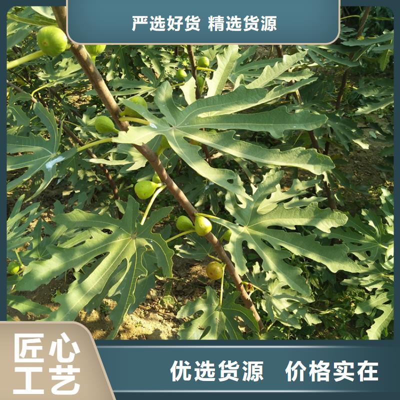 无花果樱桃苗拒绝差价