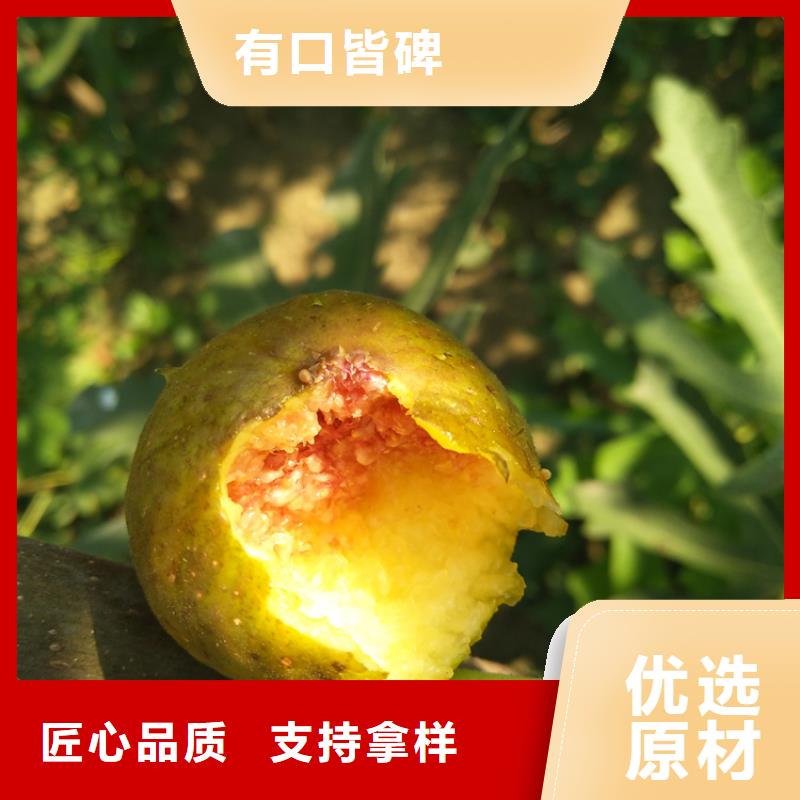 玛瑙红石榴苗视频-玛瑙红石榴苗-山西省忻州市静乐|岢岚|大同|晋中|阳泉|临汾|吕梁(本地)生产厂家