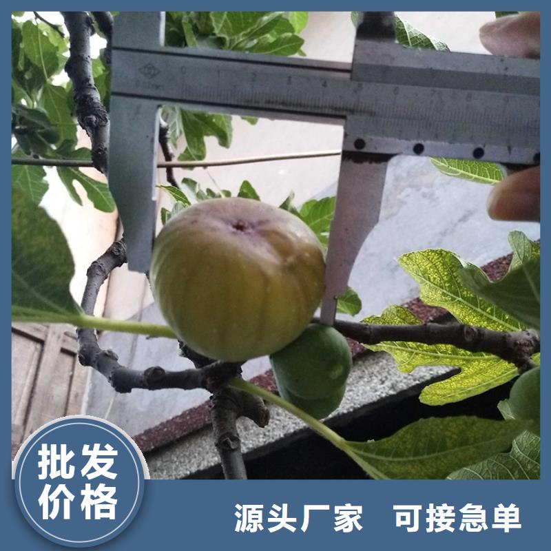 无花果苹果苗物流配送