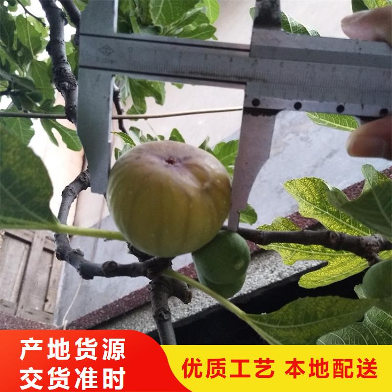 【无花果苹果苗实力才是硬道理】