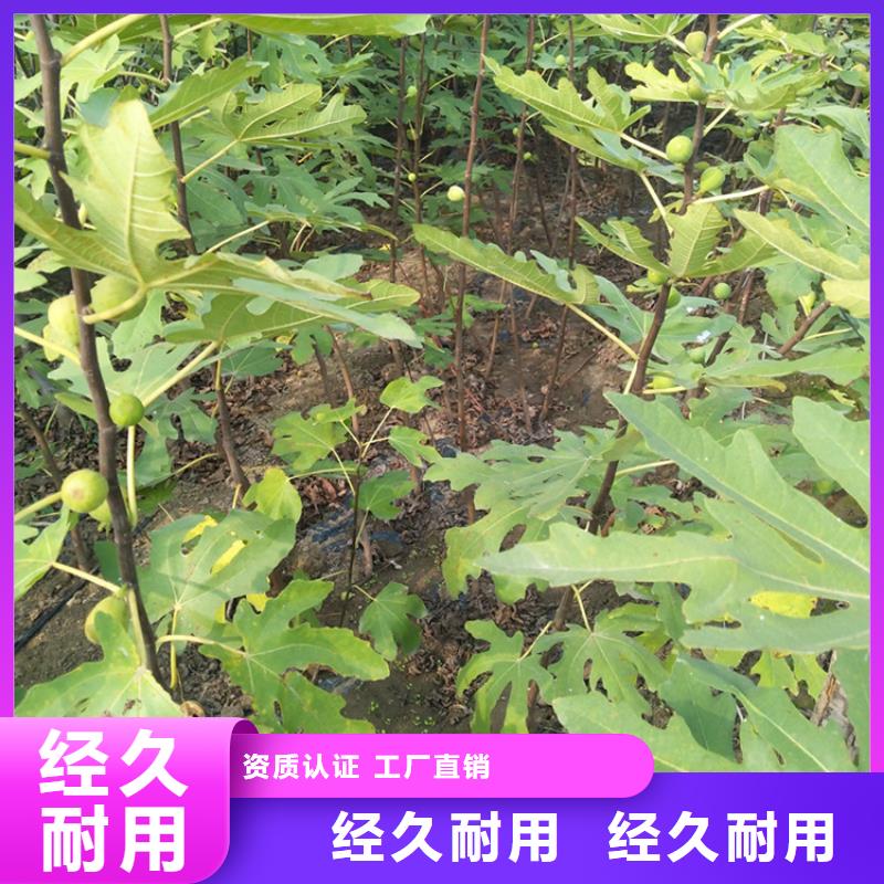 无花果,苹果苗甄选好物