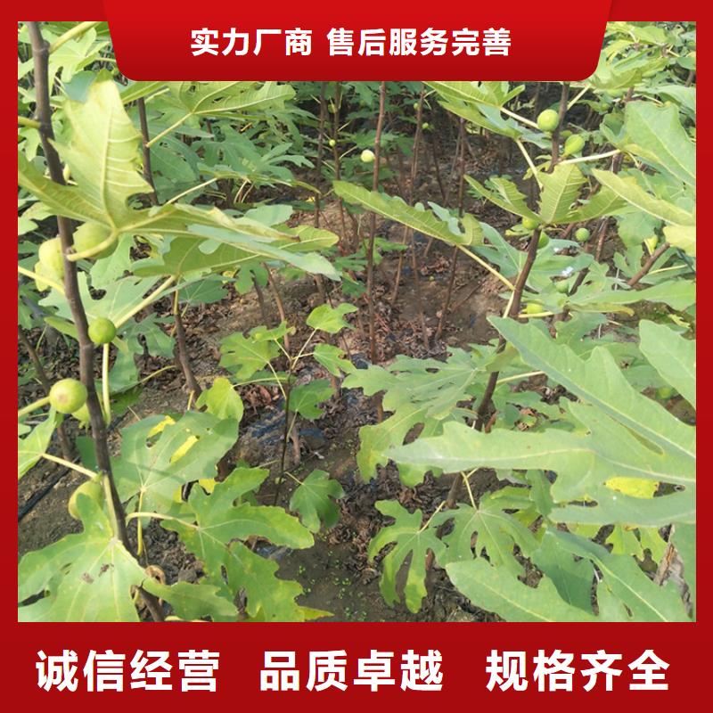 无花果苹果苗物流配送