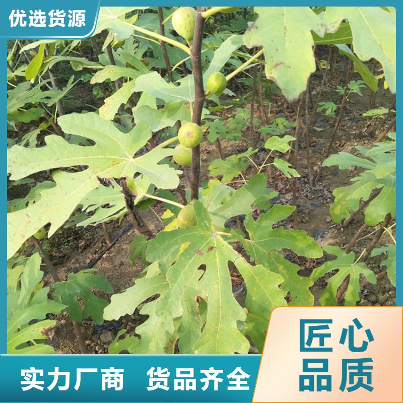 玛瑙红石榴苗视频-玛瑙红石榴苗-山西省忻州市静乐|岢岚|大同|晋中|阳泉|临汾|吕梁(本地)生产厂家