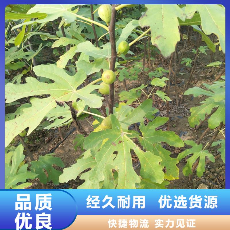 【无花果玛瑙红石榴苗细节展示】