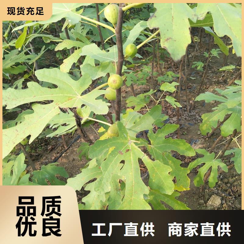 【无花果】-杏树苗严选材质轩园玛瑙红石榴苗