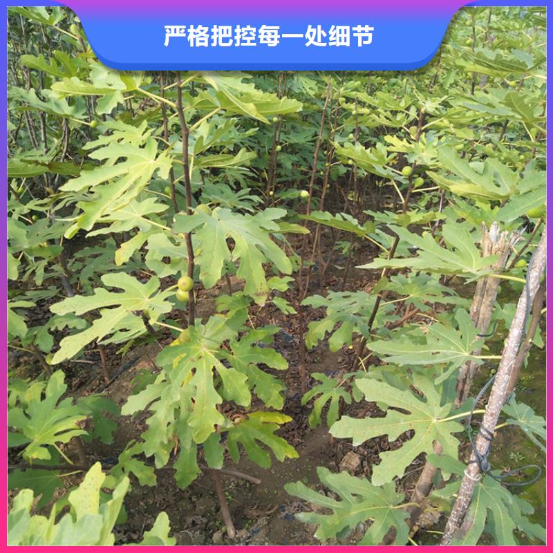 玛瑙红石榴苗视频-玛瑙红石榴苗|陕西省宝鸡市|麟游|太白|榆林|汉中|延安|商洛|安康|咸阳