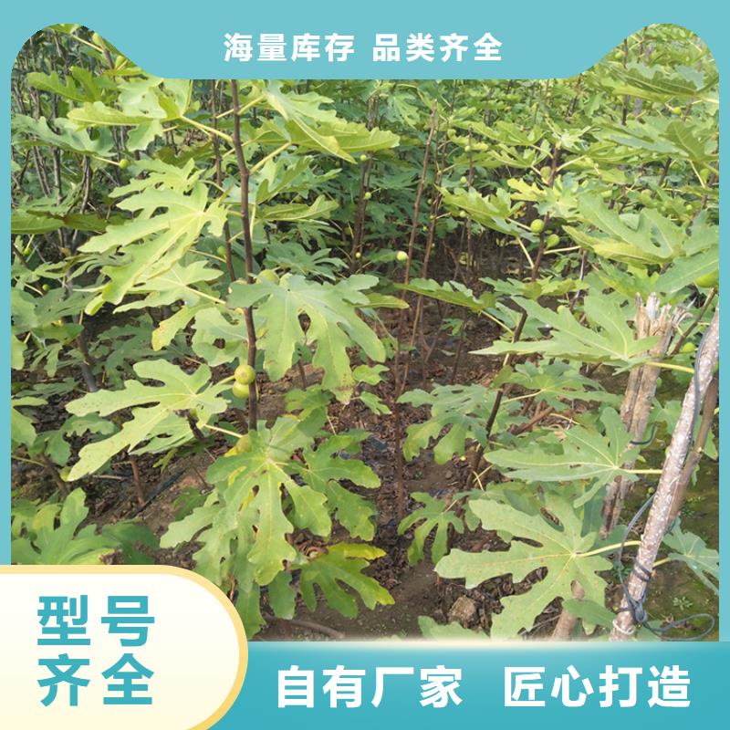 无花果苹果苗低价货源