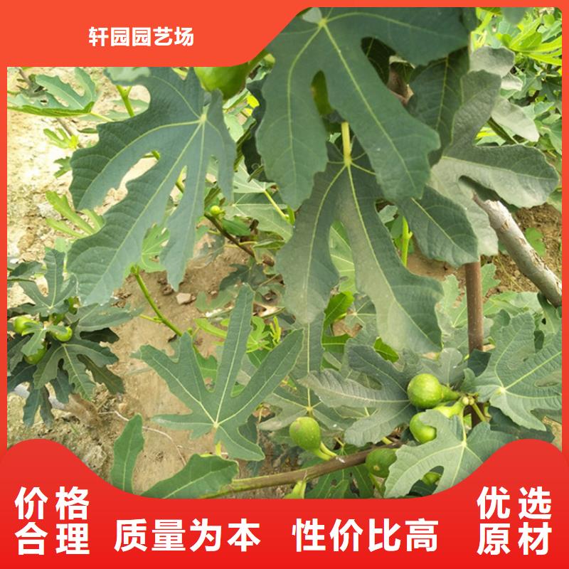 【无花果】樱桃苗认准大品牌厂家