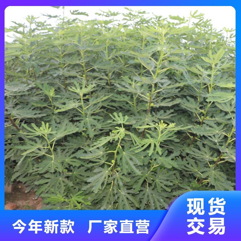 无花果杏树苗做工细致