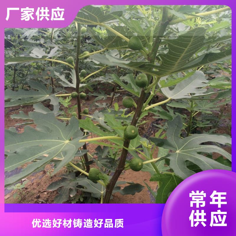 无花果樱桃苗产品优良