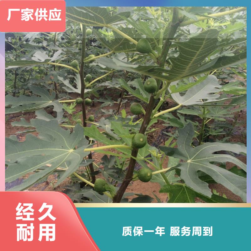 无花果_苹果苗产品细节参数