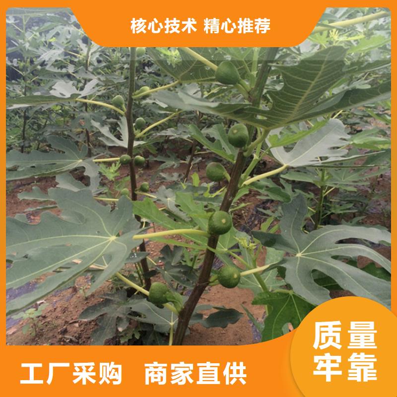 无花果_苹果苗产品细节参数