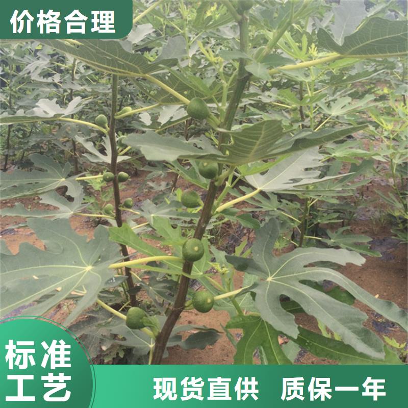 无花果樱桃苗型号齐全