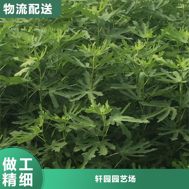 无花果,苹果苗甄选好物