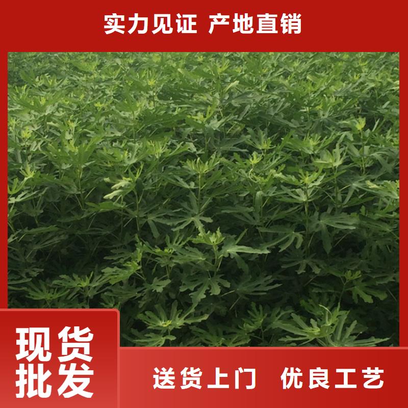 【无花果玛瑙红石榴苗细节展示】