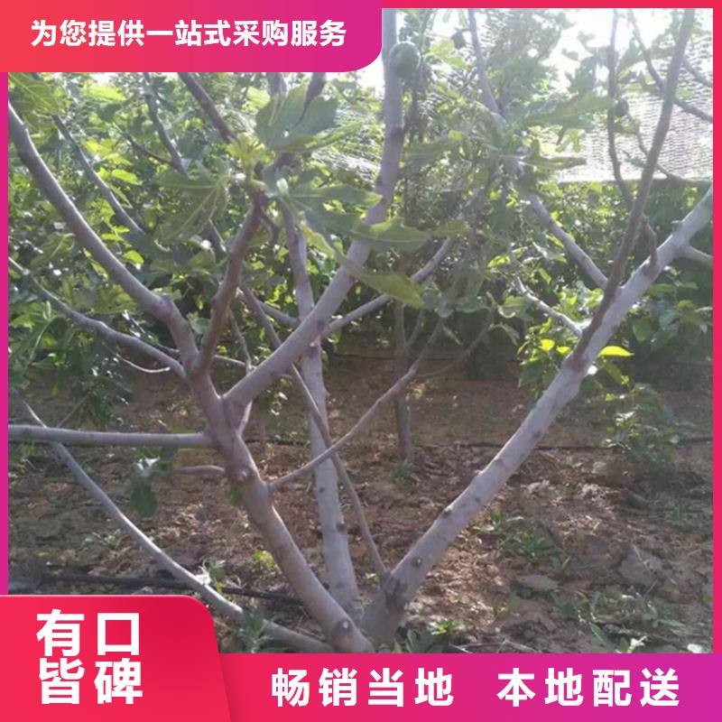 【无花果无花果苗产品实拍】