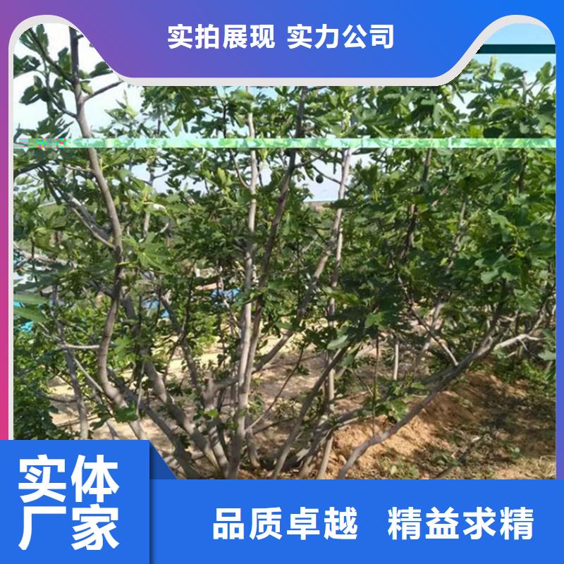 无花果西瓜苗专注细节更放心
