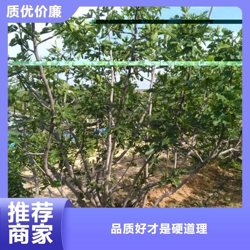 无花果红石榴苗基地专业的生产厂家