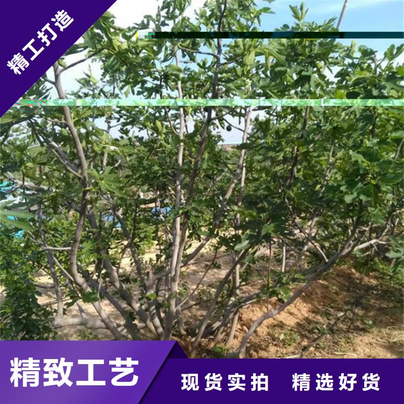 无花果_苹果苗产品细节参数