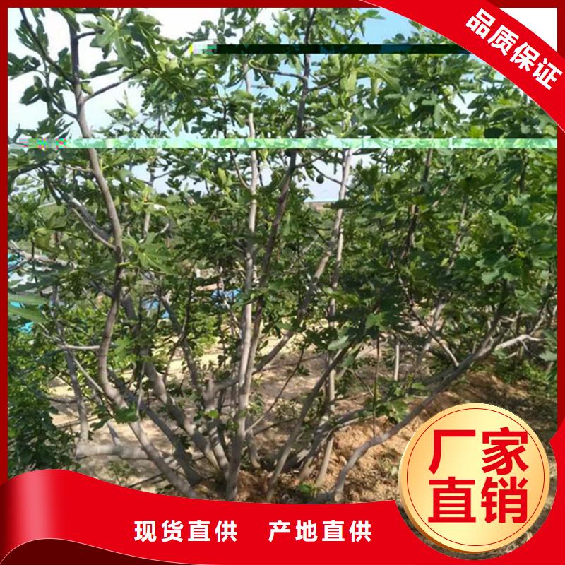 无花果【樱桃苗】精心推荐