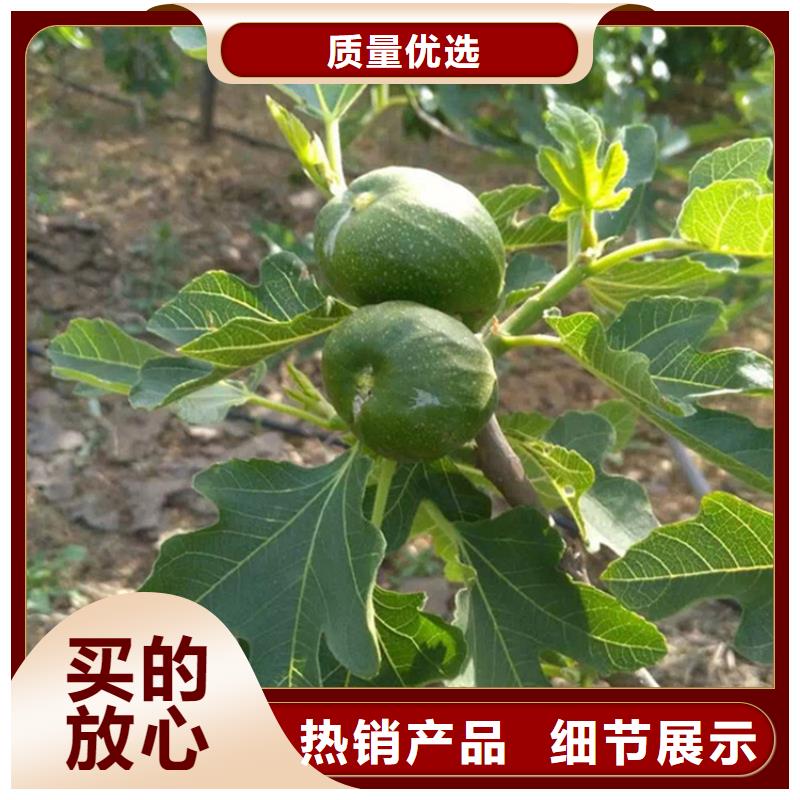 无花果_樱桃苗客户好评