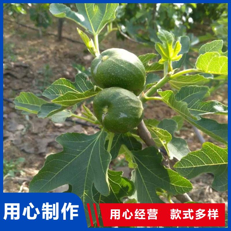 【无花果苹果苗实力才是硬道理】