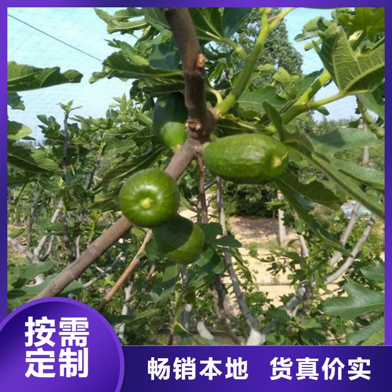 【无花果】樱桃苗用心提升细节