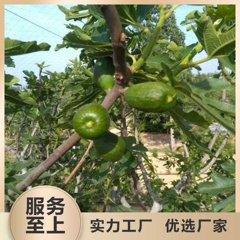 无花果石榴树品质保障售后无忧