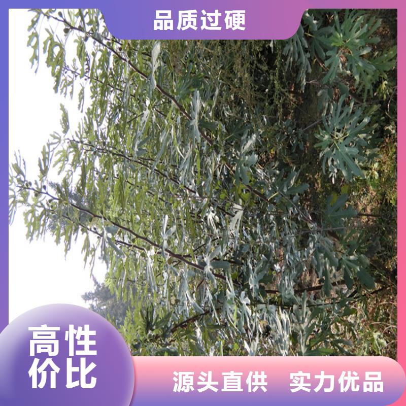 无花果,苹果苗甄选好物