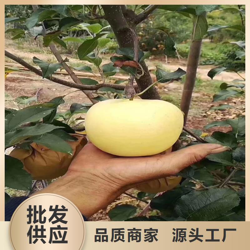 【苹果】,梨树苗详细参数