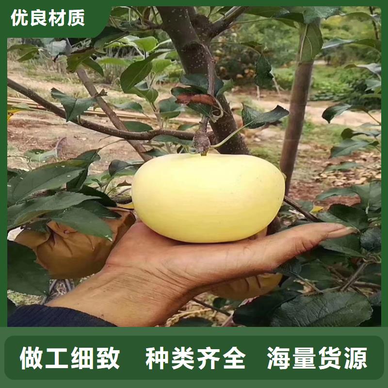 【苹果】 樱桃苗工厂自营本地制造商