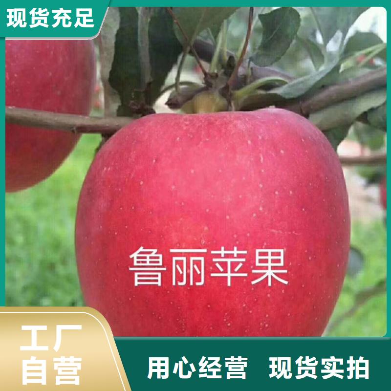 苹果,樱桃苗价格低