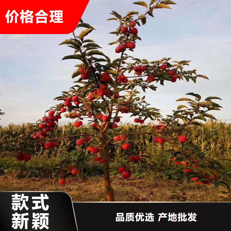 苹果_梨树苗一站式服务