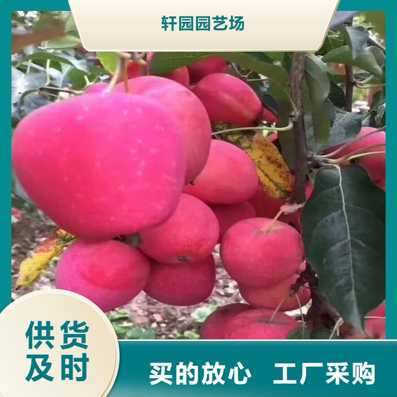苹果,樱桃苗免费询价
