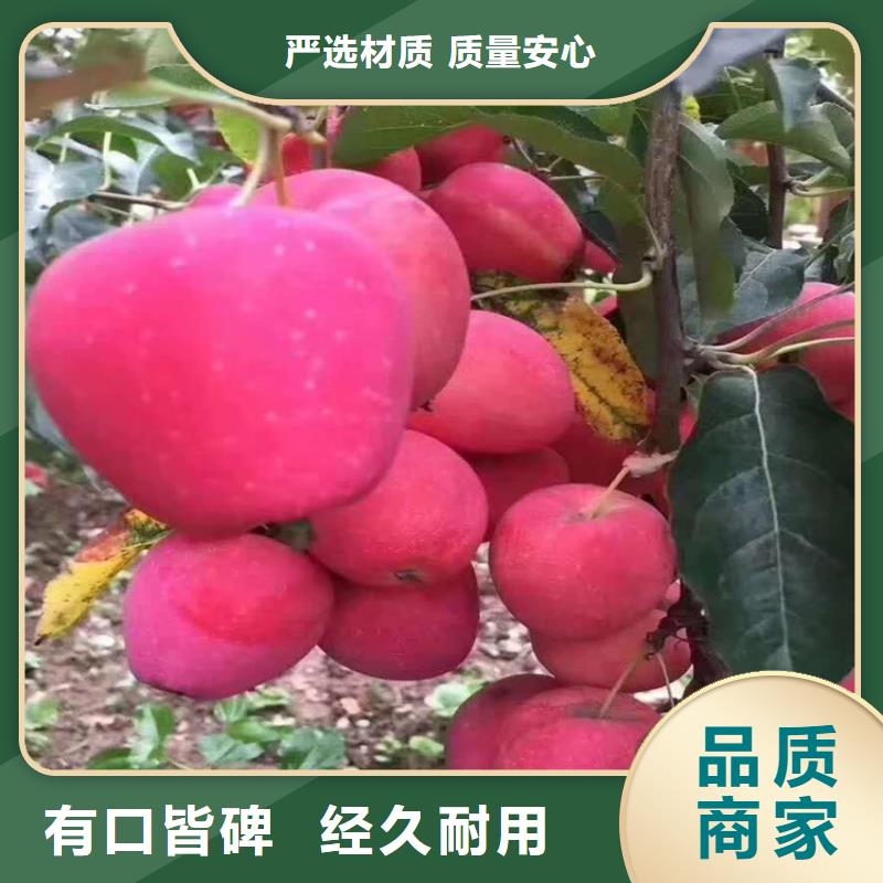 玛瑙红石榴苗-视频-凭祥|江州|桂林|贺州|柳州|河池|贵港|钦州|防城港轩园玛瑙红石榴苗_ 轩园园艺场(崇左市分公司)