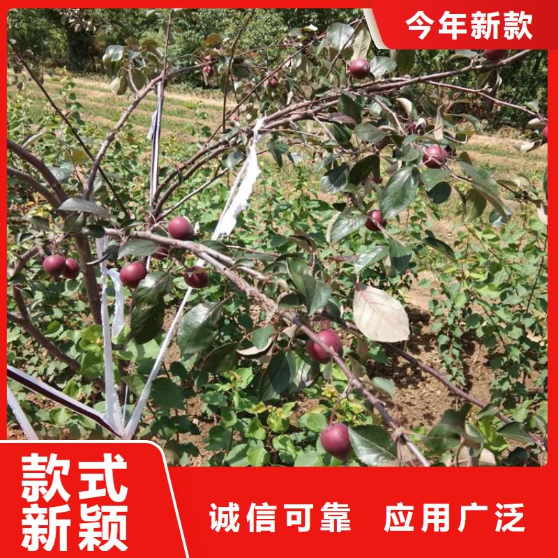 【苹果】 樱桃苗工厂自营本地制造商