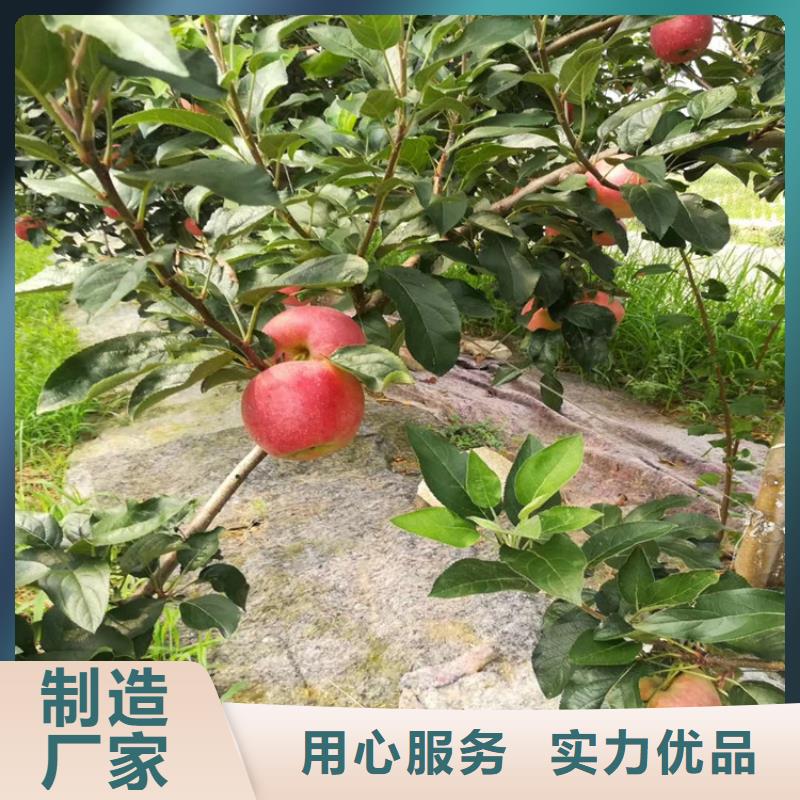 苹果-【梨树苗】规格型号全|玛瑙红石榴苗-轩园园艺场(崇左市分公司)